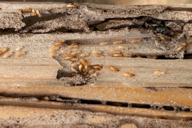 Best Emergency Pest Control  in Nevada, IA