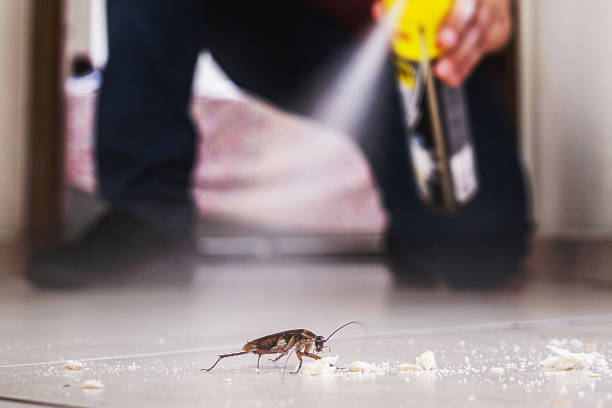 Flea Control Services in Nevada, IA