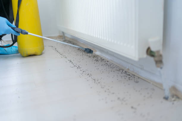 Best Ant Control Services  in Nevada, IA
